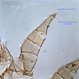  Fig. 16.  Histiostoma feroniarum  male leg I. 