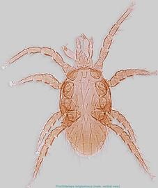  Fig. 16.  Proctolaelaps   longisetosus  male, ventral view. 