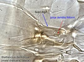  Fig. 17.  Blattisocius dentriticus  male chelicera, lateral view. 