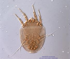  Fig. 17.  Histiostoma conclavicola  phoretic deutonymph, dorsal view. 