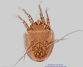  Fig. 18.  Histiostoma conclavicola  phoretic deutonymph, ventral view. 