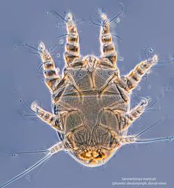  Fig. 1.  Sennertionyx manicati  phoretic deutonymph, dorsal view. 