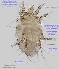  Fig. 2.  Acarapis externus  female, ventral view.
