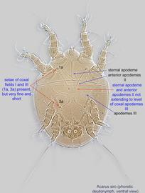  Fig. 2.  Acarus siro  phoretic deutonymph, ventral view. 