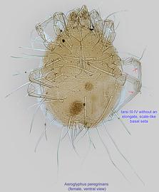  Fig. 2.  Aeroglyphus peregrinans  female, ventral view. 