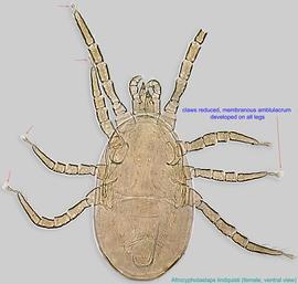  Fig. 2.  Afrocypholaelaps lindquisti  female, ventral view. 