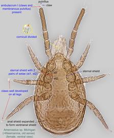 Fig. 2.  Ameroseius  sp. female, ventral view.