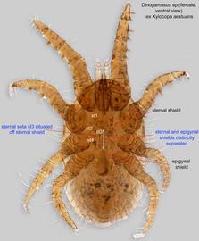  Fig. 2.  Dinogamasus  sp. (ex  Xylocopa aestuans ) female ventral view. 