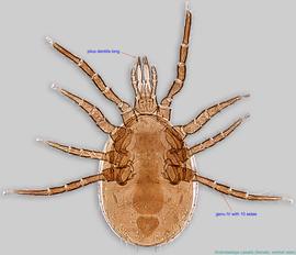  Fig. 2.  Androlaelaps casalis  female, ventral view. 