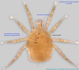  Fig. 2.  Neocypholaelaps  sp. female, ventral view. 