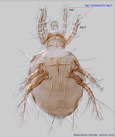  Fig. 2.  Bakerdania  female, ventral view. 