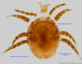  Fig. 2.  Bisternalis mexicanus  female, ventral view. 