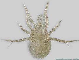  Fig. 2.  Blattisocius dentriticus  female, ventral view. 