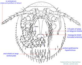  Fig. 2.  Celaenosthanus trigonophilus  female, ventral view; modified from Vitzthum H., 1930. 