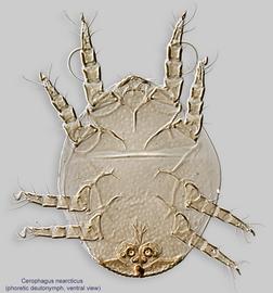  Fig. 2.  Cerophagus nearcticus  phoretic deutonymph, ventral view. 