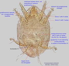  Fig. 2.  Crossacarapis eickworti  female, ventral view. 