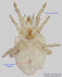  Fig. 2.  Ereynetes  cf.  amplectorus  female, ventral view. 