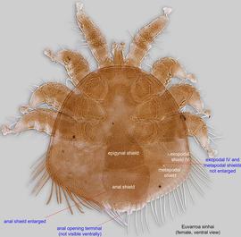  Fig. 2.  Euvarroa sinhai  female, ventral view. 