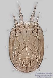  Fig. 2.  Forcellinia  sp. (ex  Tapinoma sessile ) phoretic deutonymph, ventral view. 