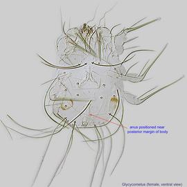  Fig. 2.  Glycycometus  sp. female, ventral view. 