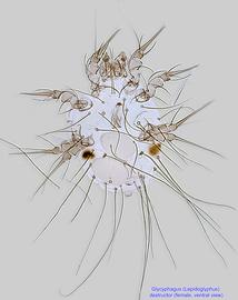  Fig. 2.  Glycyphagus (Lepidoglyphus) destructor  female, ventral view. 