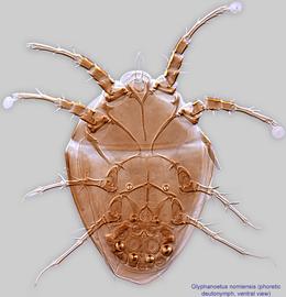  Fig. 2.  Glyphanoetus nomiensis  phoretic deutonymph, ventral view. 