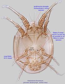  Fig. 2.  Histiostoma feroniarum  phoretic deutonymph, ventral view. 