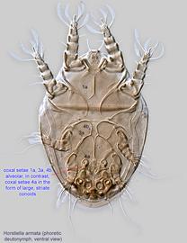  Fig. 2.  Horstiella armata  phoretic deutonymph, ventral view. 