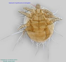  Fig. 2.  Imparipes  sp. (ex  Nomia nortoni ) female, ventral view. 