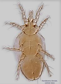  Fig. 2.  Kerdabania  female, ventral view. 