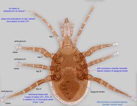  Fig. 2.  Macrocheles muscaedomesticae  female, ventral view. 