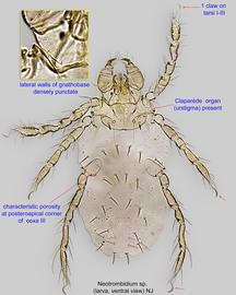  Fig. 2.  Neotrombidium  sp. larva, ventral view. 