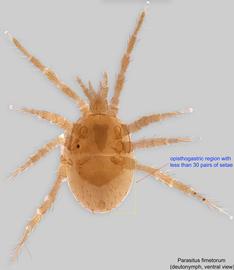  Fig. 2.  Parasitus fimetorum  deutonymph, ventral view. 