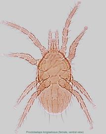  Fig. 2.  Proctolaelaps   longisetosus  female, ventral view. 