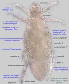  Fig. 2.  Pyemotes  sp. (ex  Hoplitis albifrons ) female, ventral view .  