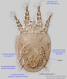  Fig. 2.  Sancassania boharti  phoretic deutonymph, ventral view. 