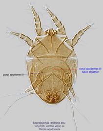  Fig. 2.  Saproglyphus  sp. (ex  Osmia aquilonaria ) phoretic deutonymph, ventral view .  