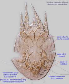  Fig. 2.  Schulzea caucasica  phoretic deutonymph, ventral view. 