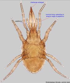  Fig. 2.  Stratiolaelaps  sp. female, ventral view. 