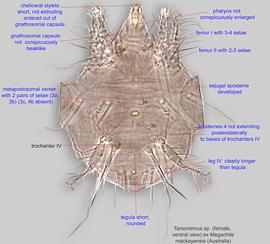  Fig. 2.  Tarsonemus  sp. (ex  Megachile mackayensis;  Australia) female, ventral view. 