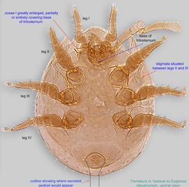  Fig. 2.  Trematura nr. bassusi  phoretic deutonymph, ventral view. 