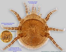  Fig. 2.  Trigonholaspis  sp. n. female, ventral view. 