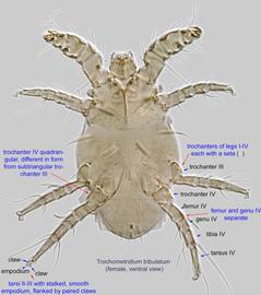  Fig. 2.  Trochometridium tribulatum  female, ventral view. 