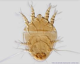  Fig. 2.  Vidia rubi  phoretic deutonymph, ventral view. 