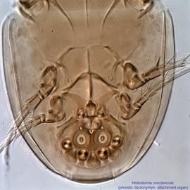  Fig. 20.  Histiostoma conclavicola  phoretic deutonymph ventral hysterosoma. 