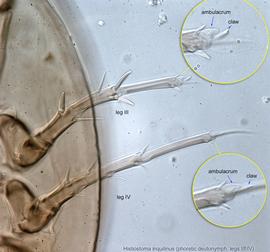  Fig. 24.  Histiostoma inquilinus  phoretic deutonymph legs III-IV. 