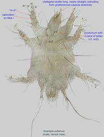  Fig. 3.  Acarapis externus  male, dorsal view.
