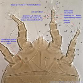  Fig. 3.  Acarus siro  phoretic deutonymph propodosoma and legs I-II, dorsal view. 