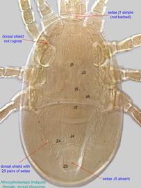  Fig. 3.  Afrocypholaelaps lindquisti  female idiosoma, dorsal view. 