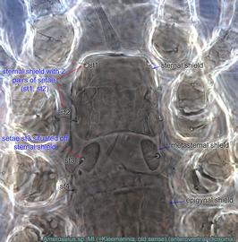 Fig. 3.  Ameroseius  sp. female anteroventral idiosoma.